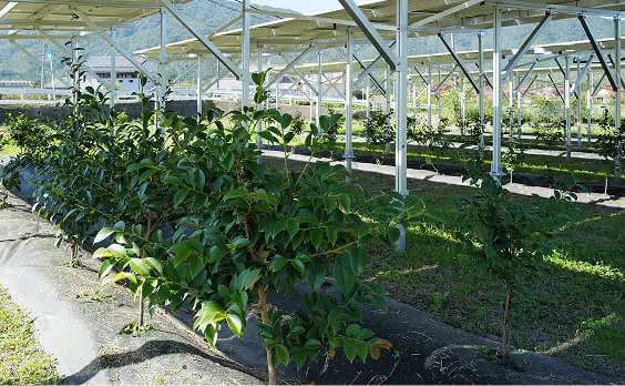 太陽光発電パネルの下で農作物が栽培されているソーラーシェアリングの風景