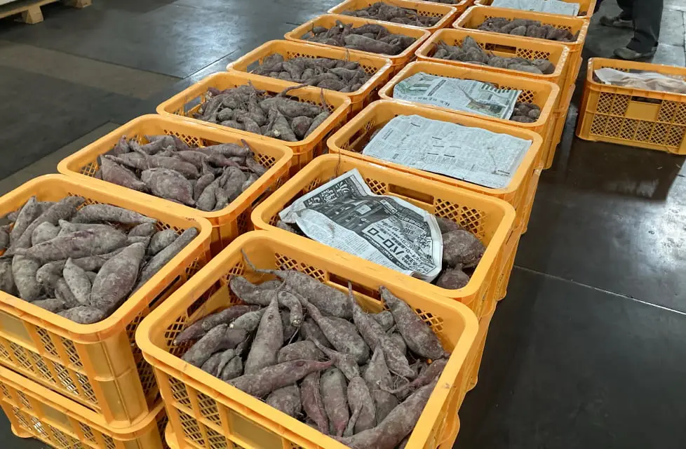 ケースに入ったさつまいも