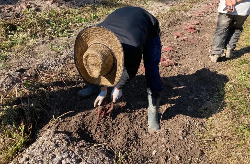 さつまいも掘りの様子