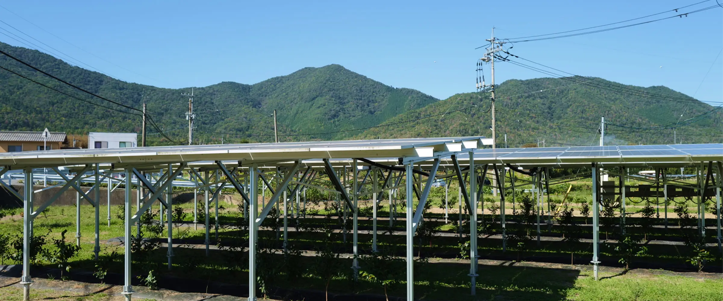 営農型太陽光発電所の下部で農作物が栽培されている様子