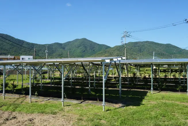 営農型太陽光発電所の下部で農作物が栽培されている様子