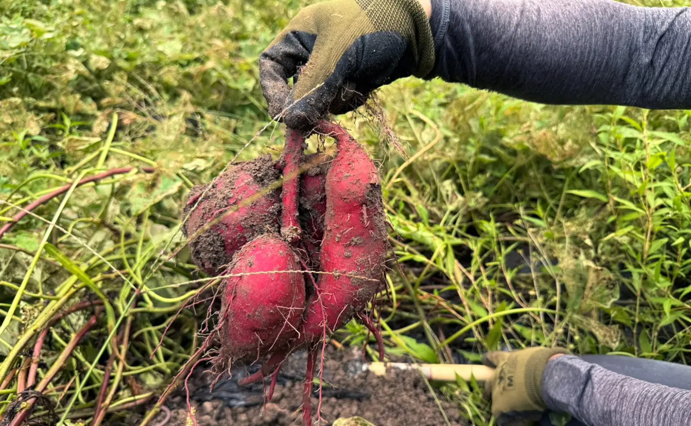 手袋をした手が収穫したばかりの土付きサツマイモの束を持っている様子