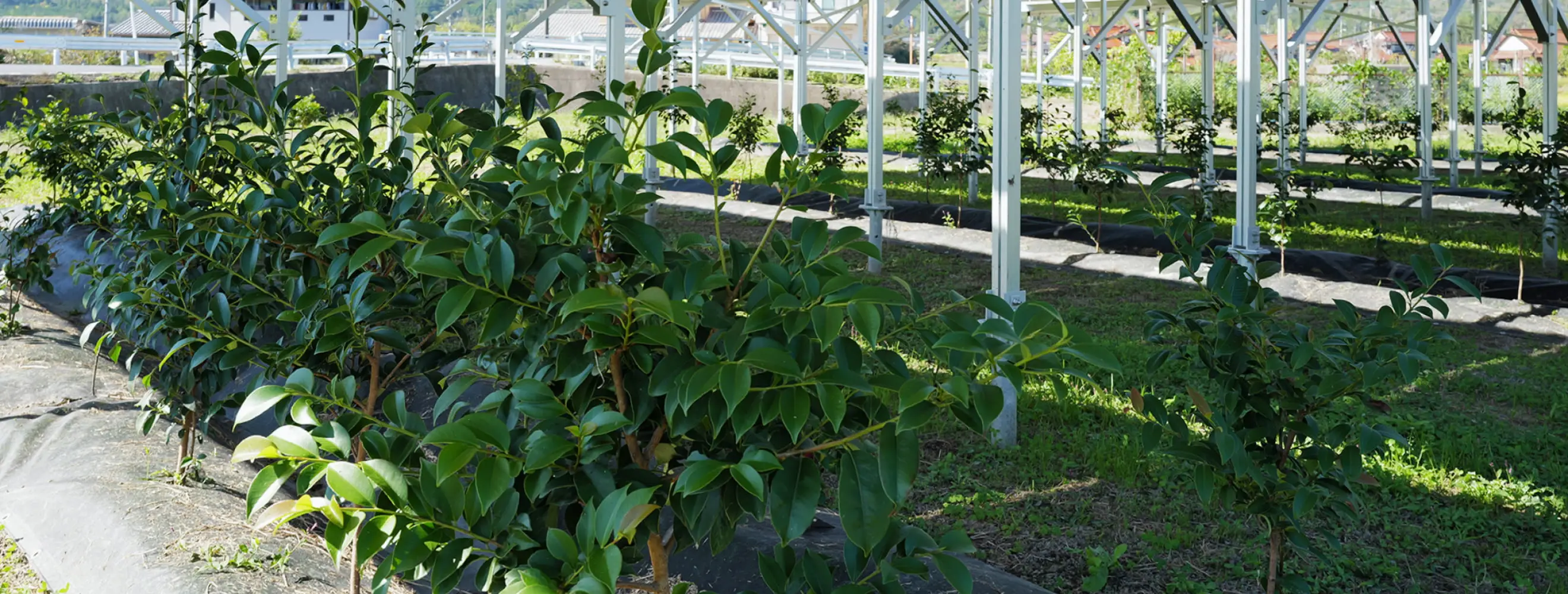 白い骨組み構造の下に整然と並ぶ緑の植物が栽培されている農業施設の風景