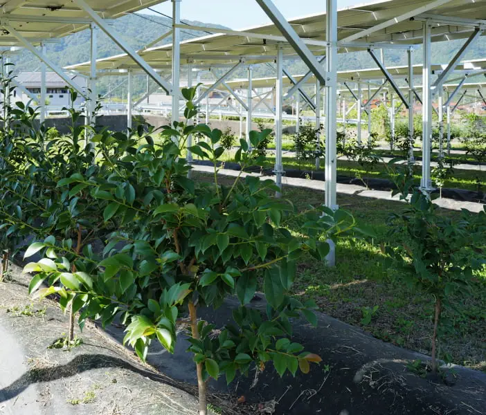 白い骨組み構造の下に整然と並ぶ緑の植物が栽培されている農業施設の風景