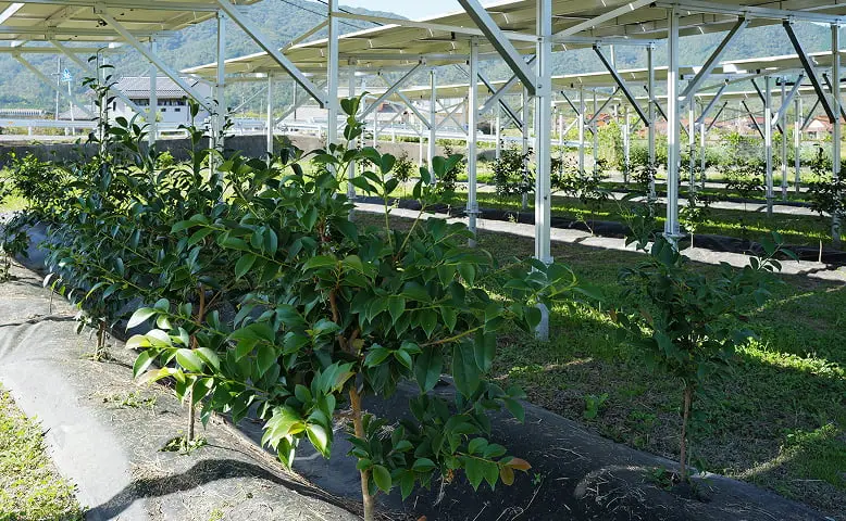 営農型太陽光発電所の風景