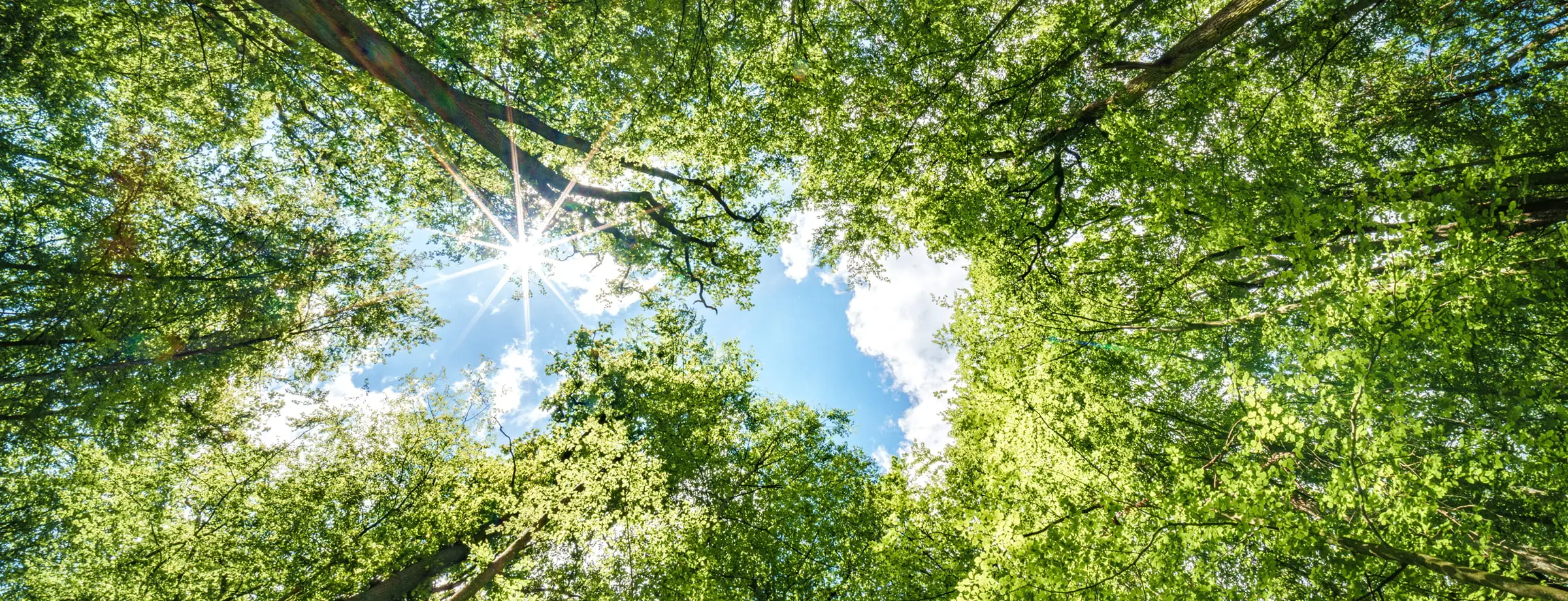 青空に向かって伸びる緑豊かな森林