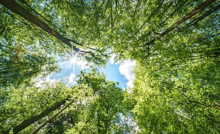 青空に向かって伸びる緑豊かな森林