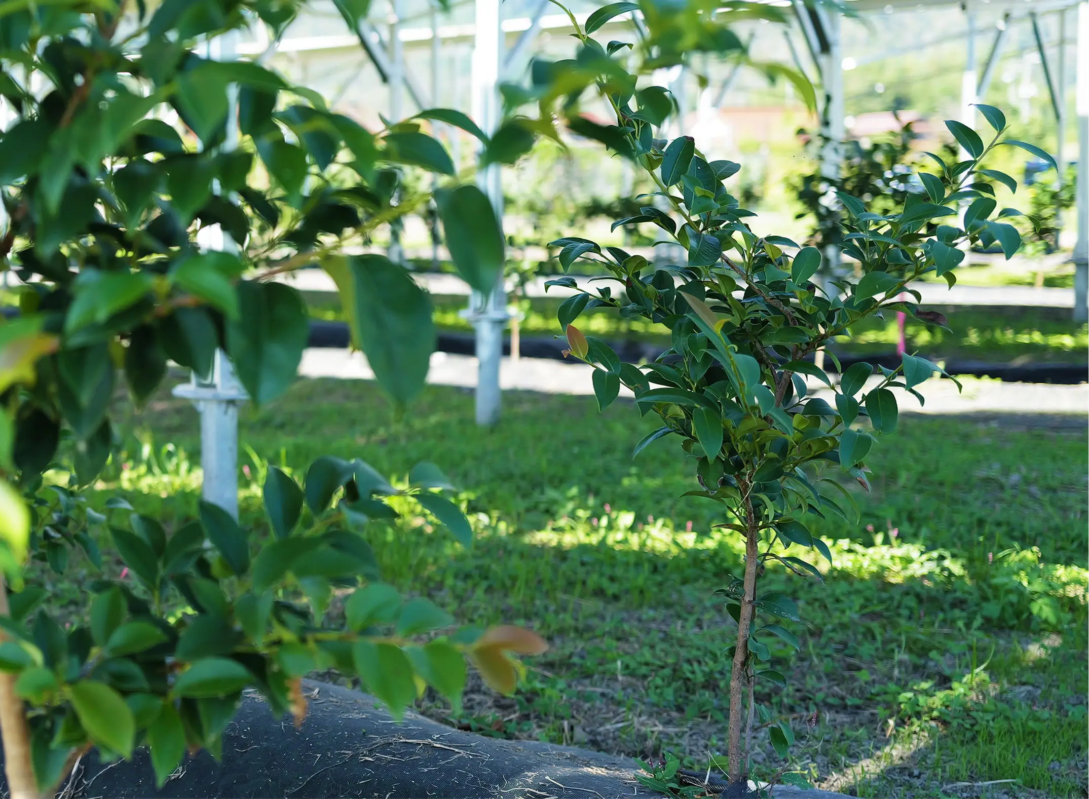 日当たりの良い野原に整然と並んだ若々しい緑の木々の風景